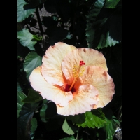 Hibiscus - Hibiscus Rosa-Sinensis cv Le Vaucluse (fam Malvacees) (10)